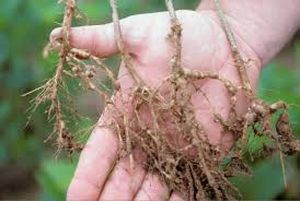 uploads/images/pest/soyabean nematode.jpg